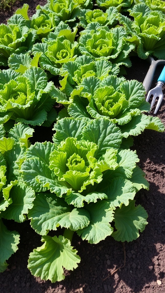 A thriving kale garden with green curly leaves and garden tools.